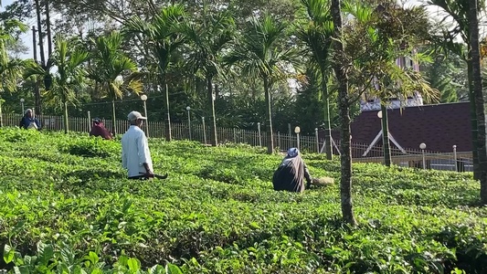 Tea Harvesting